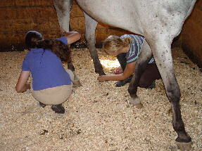 Trimming the long hair around the hooves